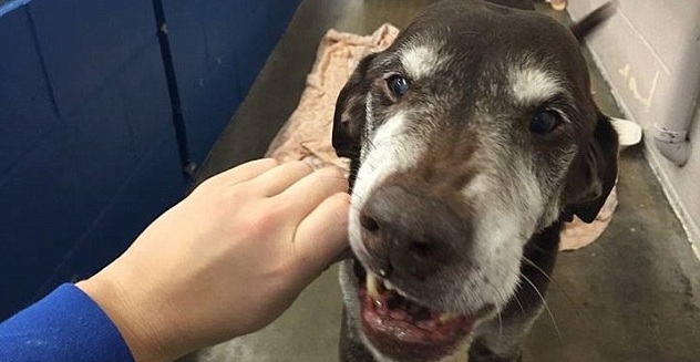 Depois de salvar família do incêndio, cachorro é colocado para adoção