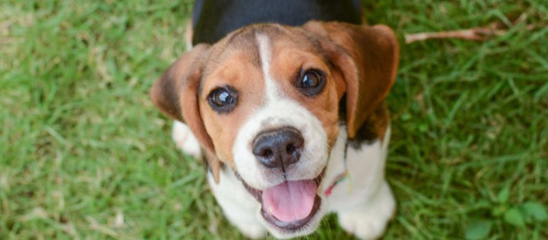 FEIRINHA DO BEM: Hospital veterinário realiza feira de adoção de cães, gatos e coelhos na Pituba