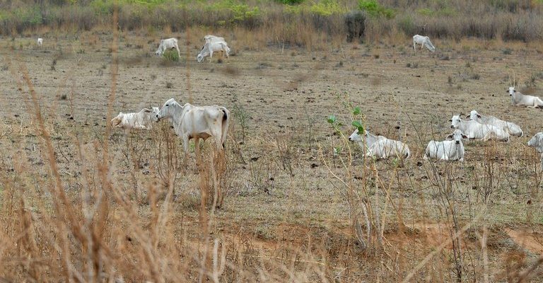 SECA NA BAHIA: Das 26 cidades reconhecidas pela Integração Nacional, apenas uma foi contemplada