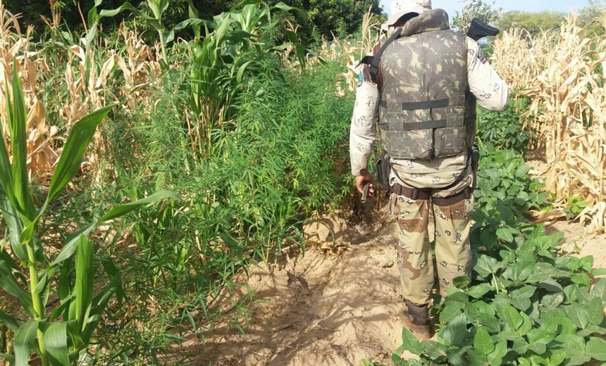 Cipe Caatinga localiza e incinera 500 pés de maconha na cidade de Casa Nova