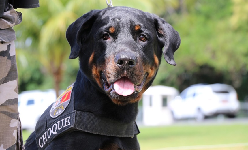 CAPACITAÇÃO: 1º Torneio de Cães de Polícia acontece no fim de janeiro