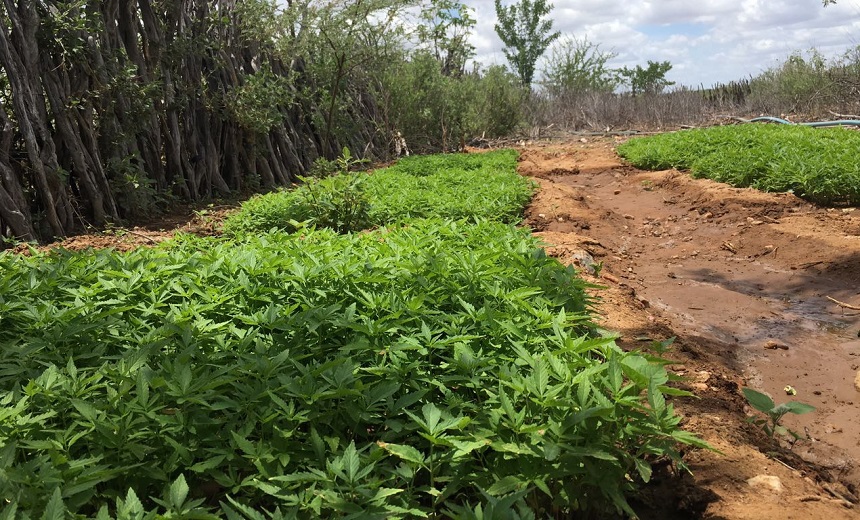 DEU ONDA: Plantação de maconha encontrada em fazenda de Juazeiro é erradicada