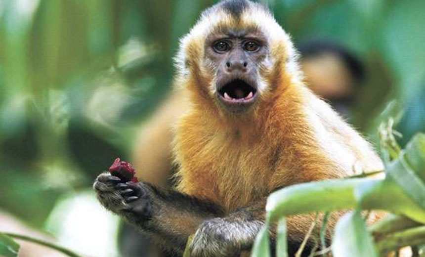 &#8216;FEBRE AMARELA?&#8217;: Macacos mortos são recolhidos em Ondina e Castelo Branco