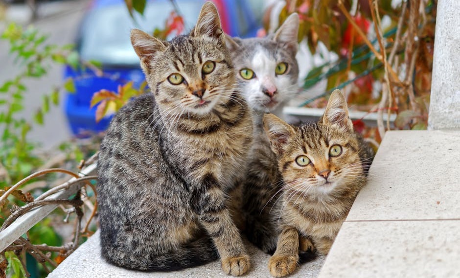 ATO SOLIDÁRIO: Shopping realiza feira de adoção de gatos em Camaçari