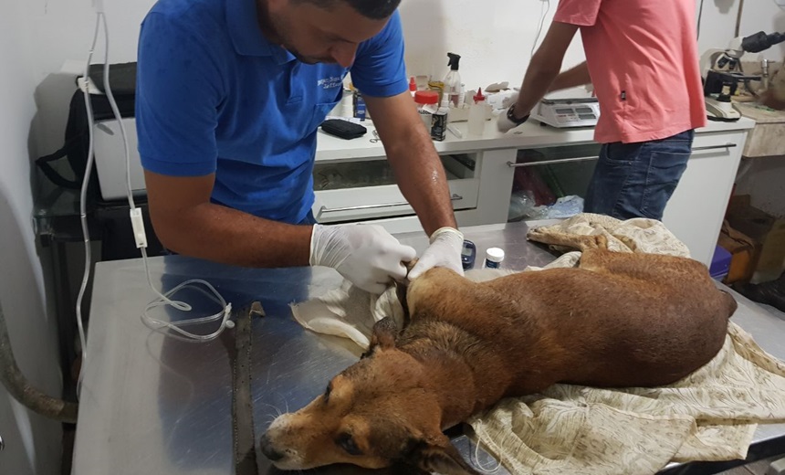 Cão abandonado sem comida e água é resgatado por policiais militares em Euclides da Cunha