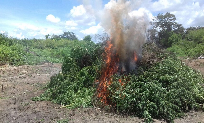 FUMAÇA: Polícia queima 25 mil pés de maconha; Parte da droga estava pronta para consumo