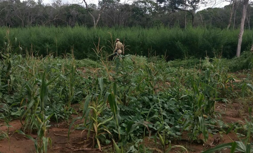 XIQUE-XIQUE: Polícia descobre 20 mil pés de maconha com sistema de irrigação