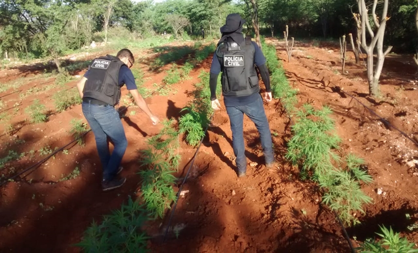 MEIA TONELADA: Dez mil pés de maconha são erradicados pela polícia em Central