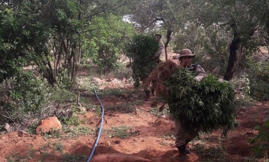 Operação policial descobre 30 mil pés de maconha e prende suspeitos em Santa Brígida