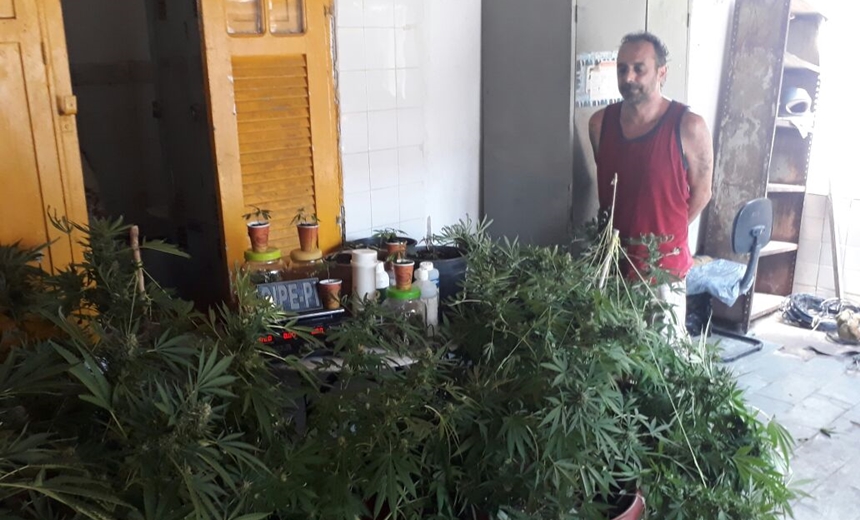 Homem é preso com plantação de maconha dentro de casa em Caixa Prego