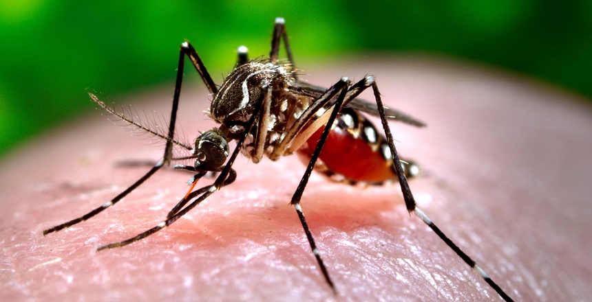 Sesab lança campanha de combate ao mosquito da Dengue e da Chikungunya