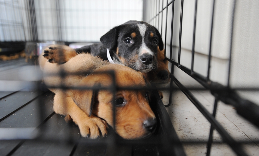 Evento de adoção de animais marcará inauguração de Hospital Veterinário em Salvador