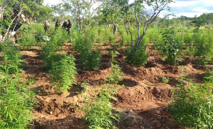 AGRICULTURA PROIBIDA: PM descobre e erradica 40 mil pés de maconha em Abaré