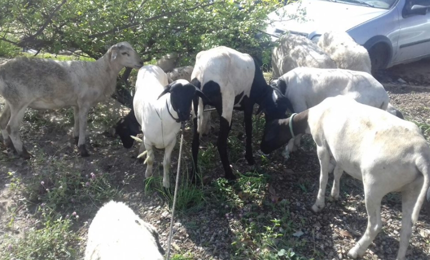 SOBRADINHO: Animais furtados são recuperados no interior da Bahia