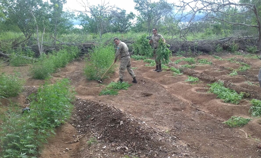 INTERIOR: Caatinga localiza plantação de maconha com 2.500 pés em Abaré