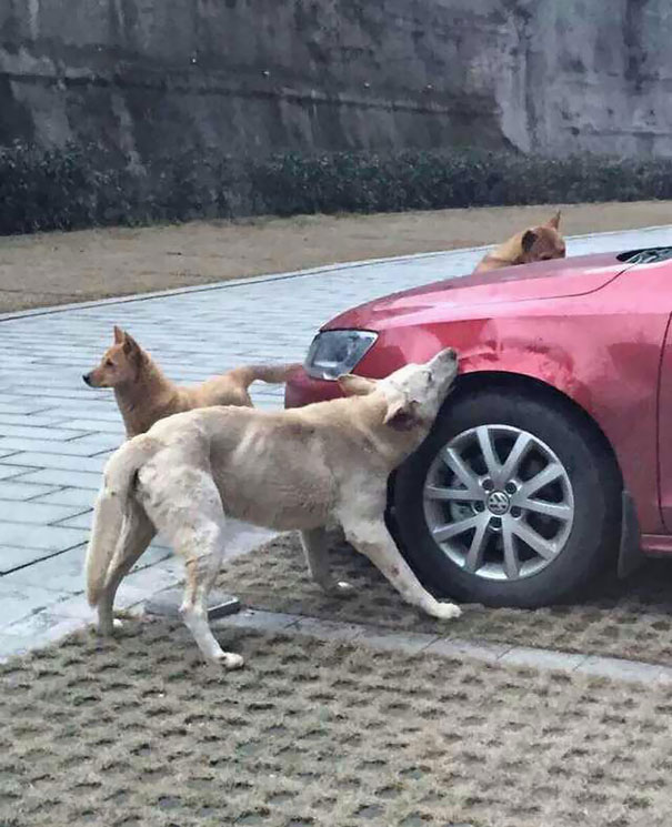 Cachorro chutado por homem volta com turma canina para acabar com o carro do agressor