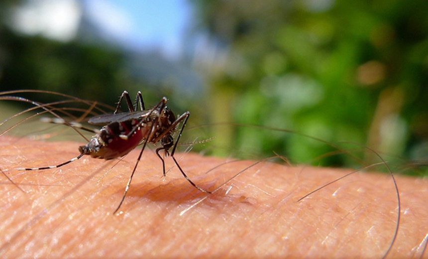 Salvador registra aumento no índice de infestação do Aedes aegypti, aponta levantamento