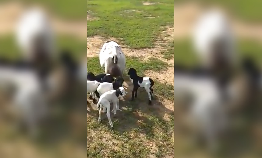 Ovelha dá à luz cinco filhotes em fazenda na Bahia; &#8220;Fato raro&#8221;, diz veterinário