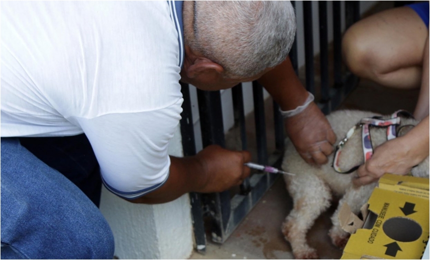 Prefeitura inicia campanha de vacinação animal na próxima terça-feira