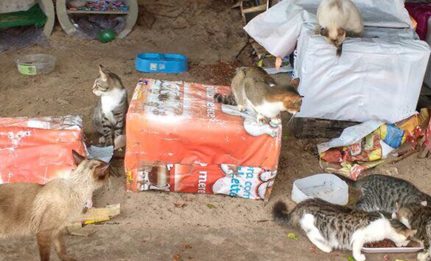 Homem solta cachorro para matar gatos na Orla de Salvador, acusa moradora