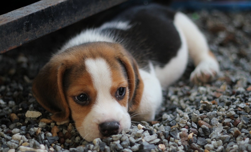 Saiba como proteger seu cachorro dos fogos de artifício durante a Copa do Mundo