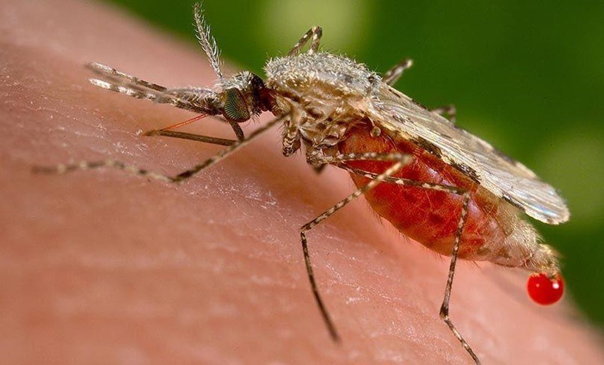 Dengue já matou setenta e sete pessoas no Brasil em 2018