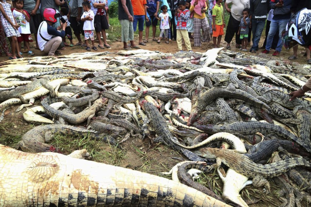 Moradores de povoado na Indonésia matam quase 300 crocodilos para vingar morte