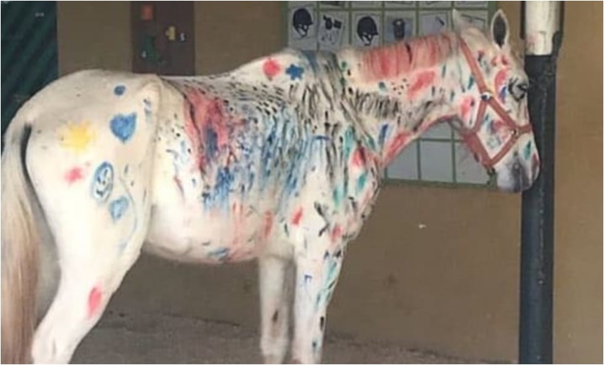 Cavalo pintado por crianças levanta acusações de maus-tratos