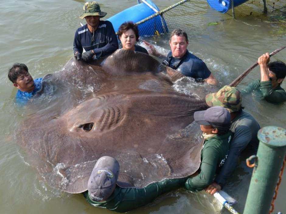 Equipe de programa de TV captura arraia grávida com 360 kg