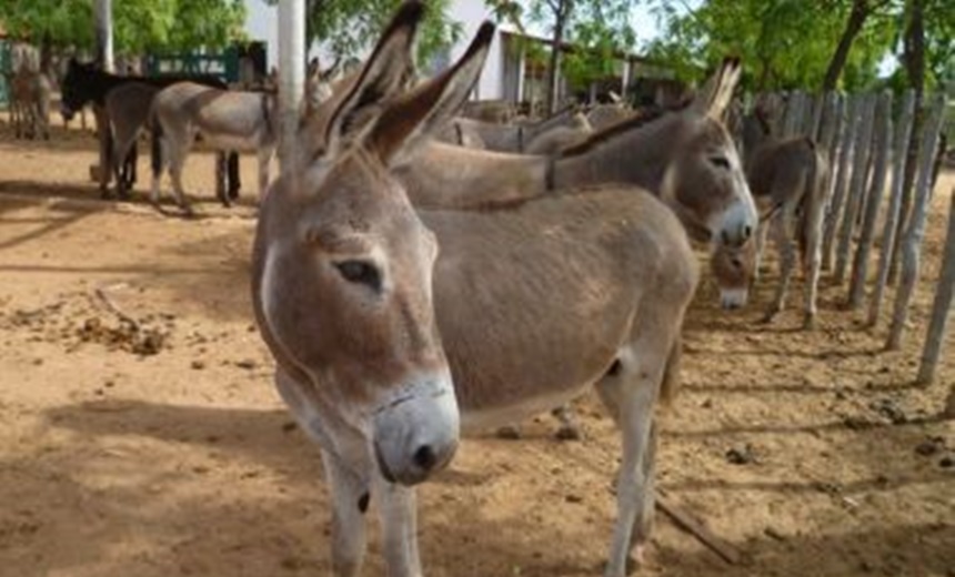 Adolescente de 12 anos morre após acidente com burro na zona rural de Guaratinga