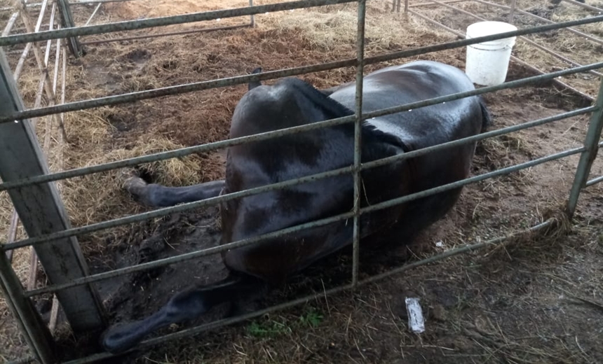 Égua morre eletrocutada durante exposição em Feira de Santana; prefeitura apura