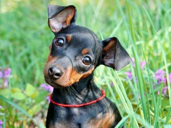 Como entender as atitudes do seu cãozinho de estimação?