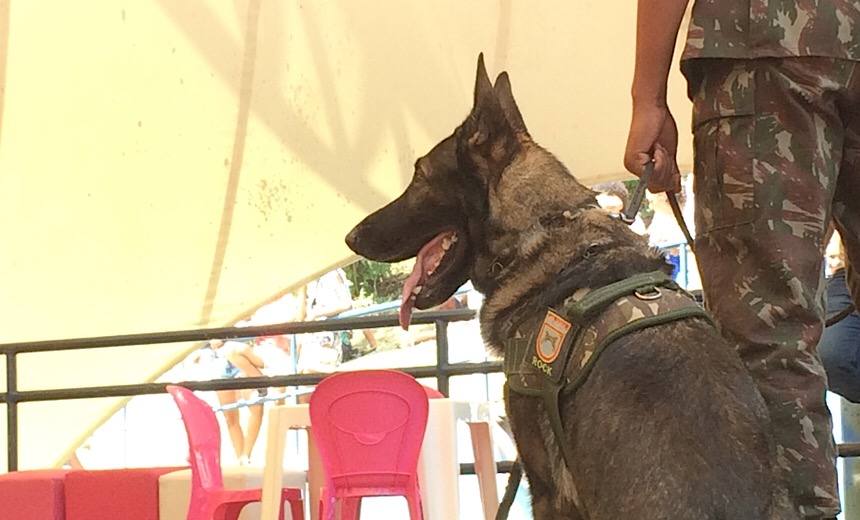 Cães da Polícia do Exército fazem apresentação durante Clube da Alegria Especial