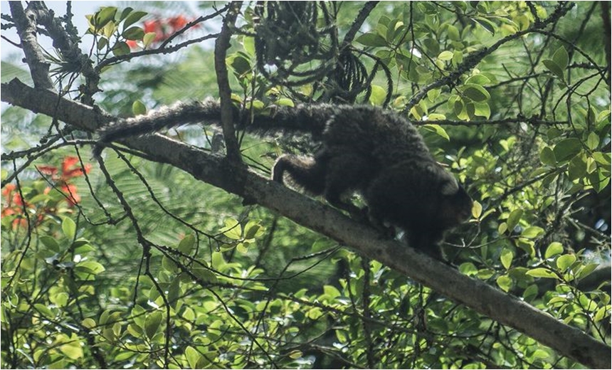 Descoberta de vírus da zika em macaco sugere ciclo silvestre da doença