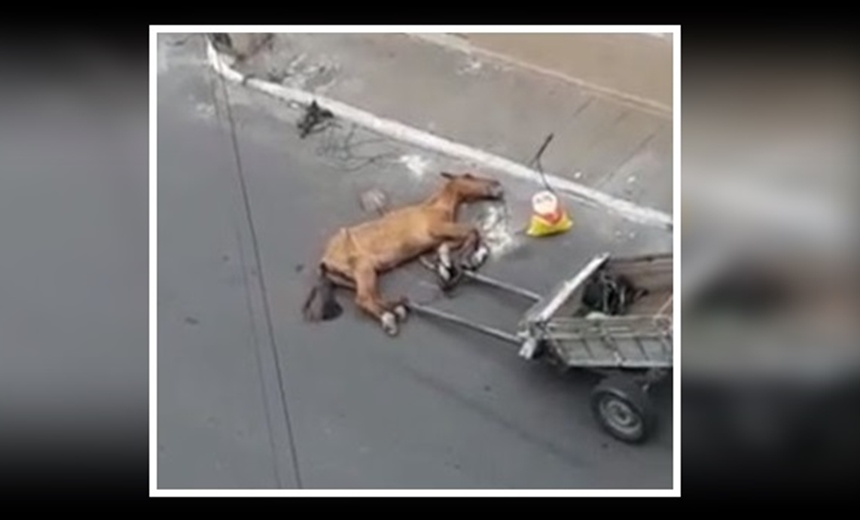 Vídeo flagra cavalo agonizando após maus tratos em Vitória da Conquista