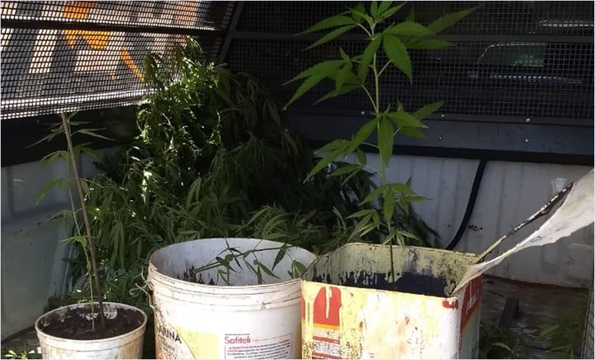 Mini plantação de maconha é encontrada em quintal de casa; mulher é presa