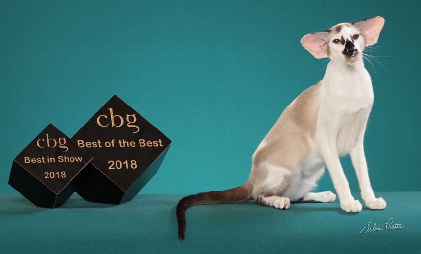 Gata soteropolitana ganha competição mundial de felinos; veja fotos