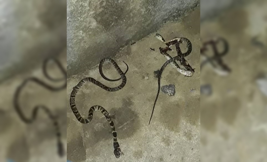 Cobras venenosas assustam moradores de condomínio em Simões Filho