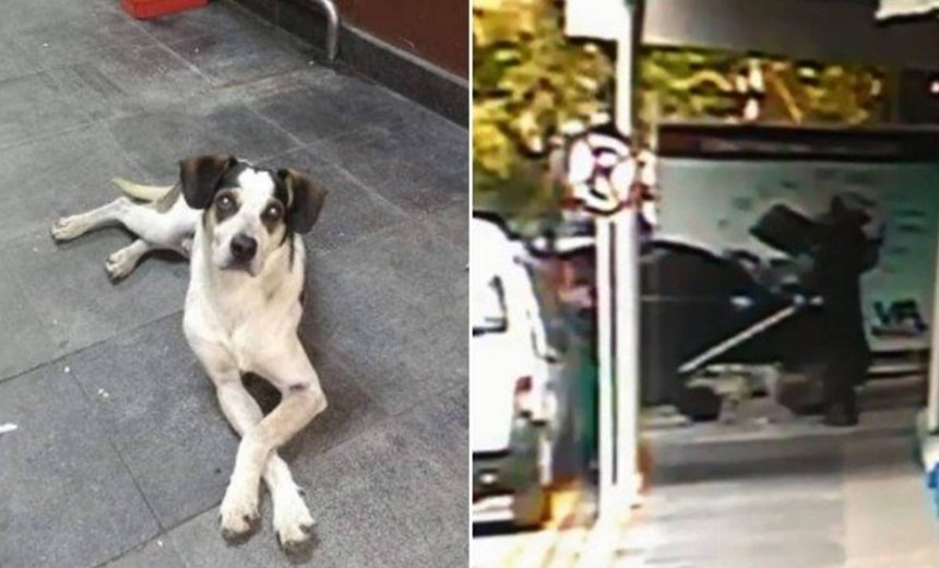 Delegada diz que vídeo da morte de cachorro em SP não deixa dúvidas sobre crime