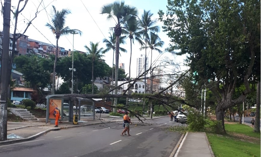 Queda de árvore atinge fios de rede elétrica e prejudica trânsito na Avenida Centenário