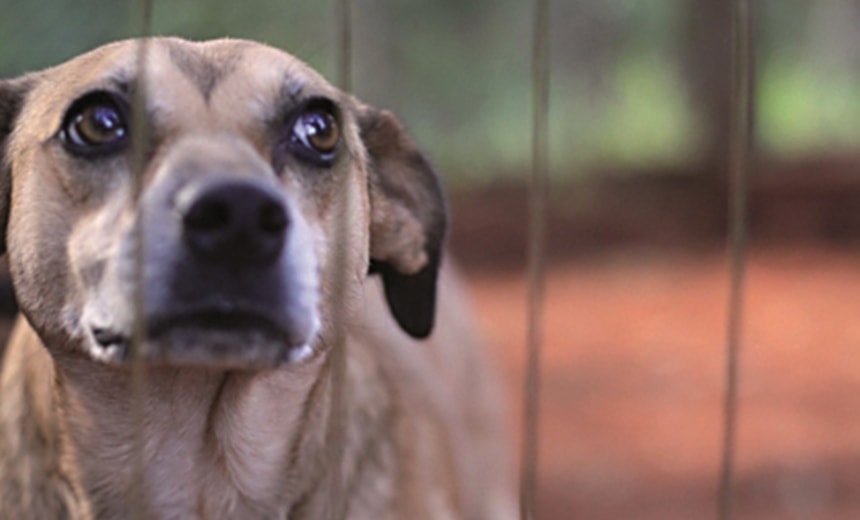 Ambulante é preso após esfaquear pescoço de cachorro na Estação da Lapa