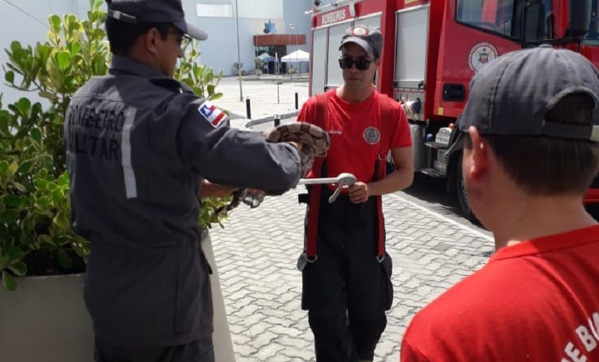 Bombeiros capturam cobra da espécie jiboia em shopping de Camaçari