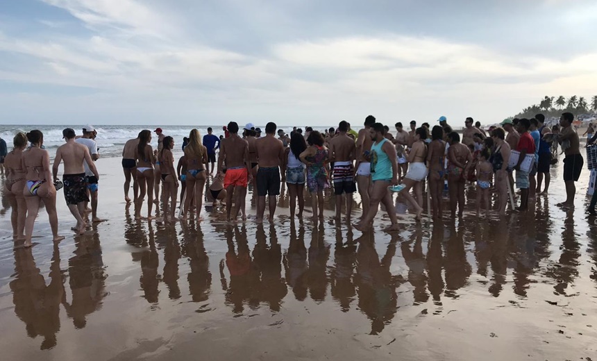 Tartarugas do Projeto Tamar são soltas em praia de Stella Maris neste sábado; vídeo