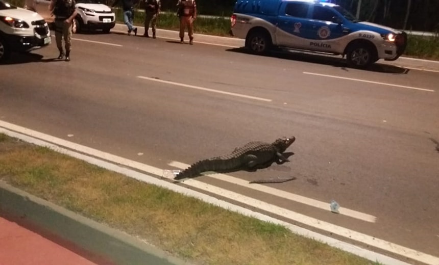 Guarda Municipal resgata jacaré de dois metros na Av.Paralela; confira vídeo