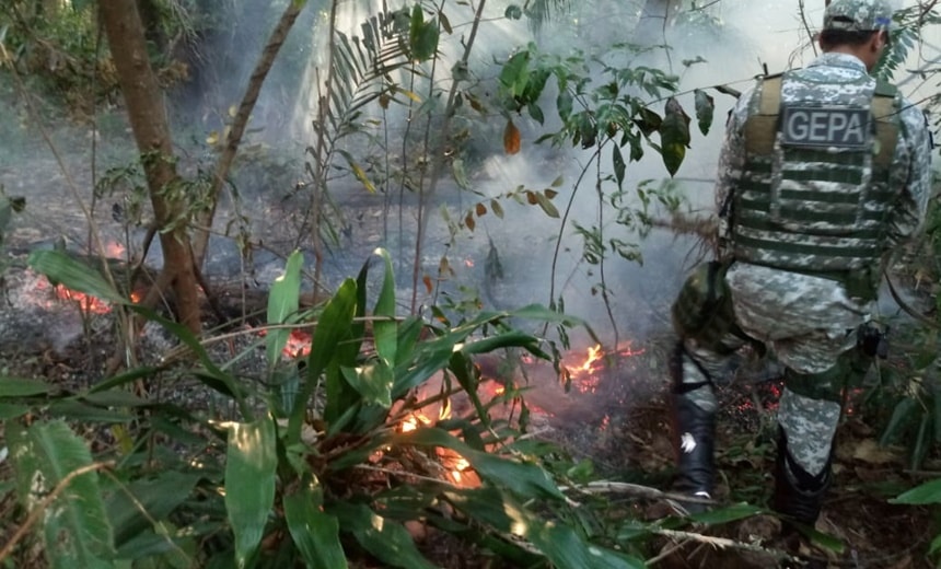 Incêndio atinge vegetação no Parque da Cidade; veja vídeo