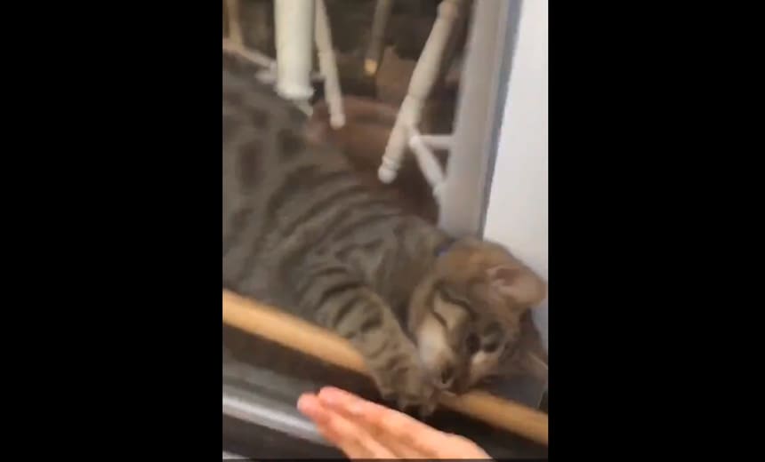 Em vídeo, gato destranca porta e &#8220;salva&#8221; dona que ficou presa fora de casa; assista