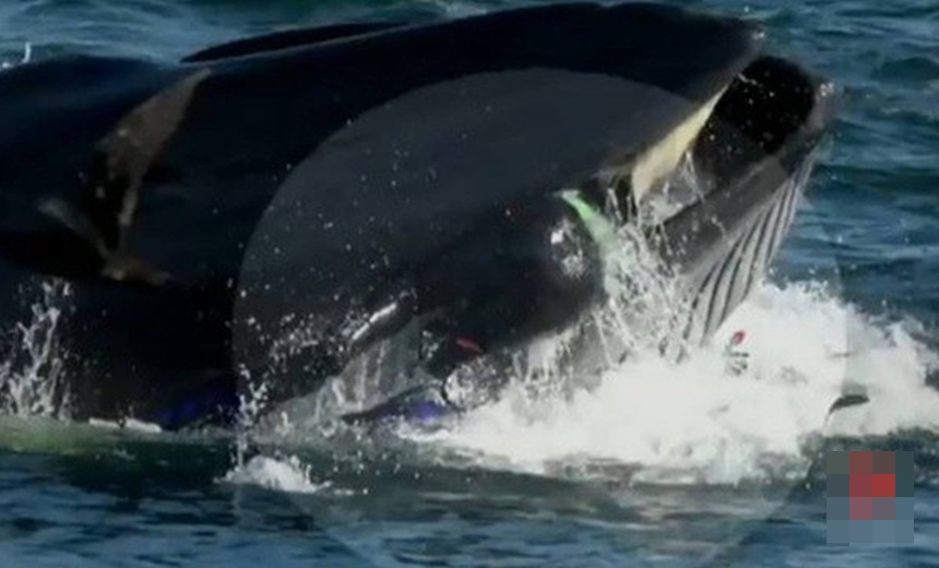 Mergulhador acaba na boca de baleia, mas consegue escapar; veja vídeo