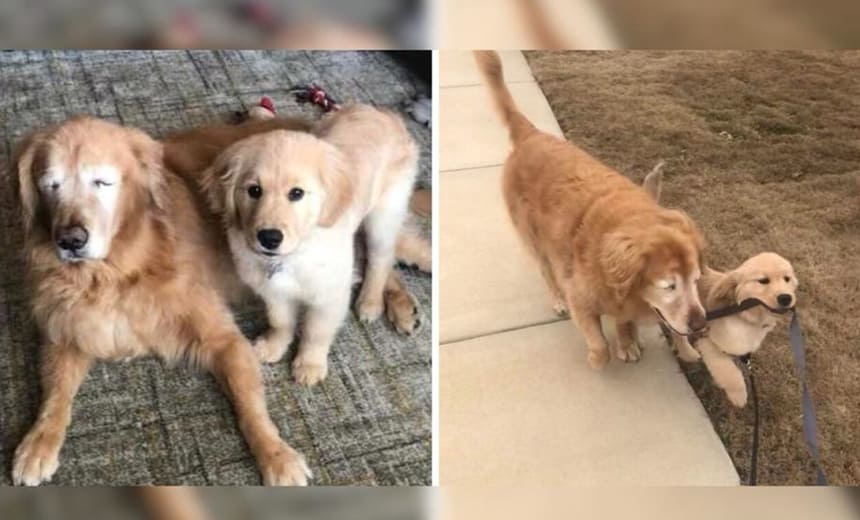 &#8220;Iti malia&#8221;: cãozinho idoso e cego ganha filhote pra ser o seu ?cão-guia?; veja