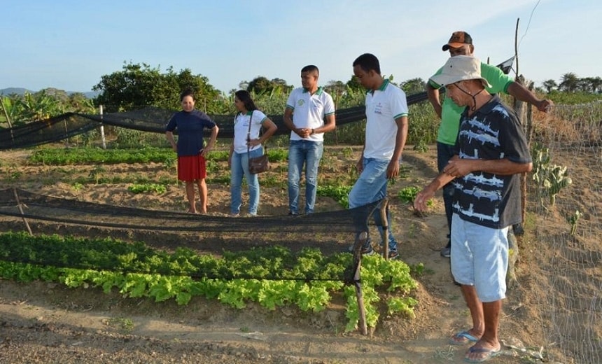 Assistência técnica de cooperativa garante inclusão produtiva para agricultores baianos