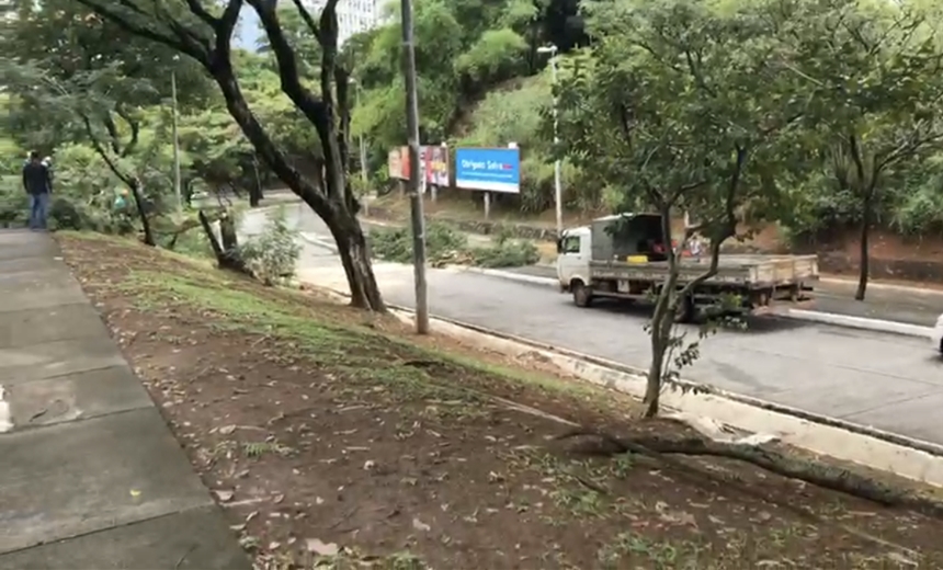 Queda de árvore causa transtornos e deixa trânsito complicado no bairro da Graça